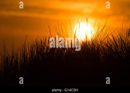 Dyfi Valley, il Galles Centrale, lunedì 09 maggio 2016 UK meteo: Alba sulle dune di graminacee nel Dyfi Ynyslas riserva naturale nell'estuario Dyfi sul bordo meridionale del Parco Nazionale di Snowdonia nel Galles centrale UK. Il meteo di oggi è prevista per essere cloudier dello scambiatore di calore e rispetto per tutto il weekend con focolai di pioggia, anche se a nord ovest del Galles e della Scozia potrebbe ancora vedere le temperature nei metà di anni 20 centigradi Credito: keith morris/Alamy Live News Foto Stock