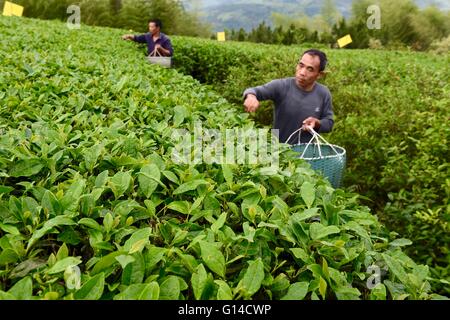 Fuzhou, la Cina della provincia del Fujian. 8 Maggio, 2016. Coltivatori di tè pick le foglie di tè in una piantagione di tè in Fuding, a sud-est della Cina di provincia del Fujian, 8 maggio 2016. © Jiang Kehong/Xinhua/Alamy Live News Foto Stock