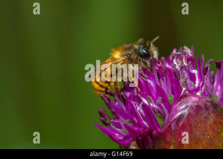 Red Mason Bee (Osmia simum) maschio alimentazione su allium fiore Foto Stock