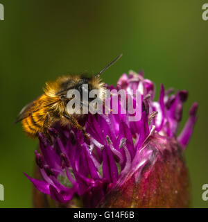 Red Mason Bee (Osmia simum) maschio alimentazione su allium fiore Foto Stock