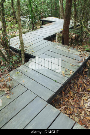 Passerella in legno in foresta, Parco nazionale Khao Yai, Thailandia Foto Stock