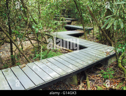 Passerella in legno in foresta, Parco nazionale Khao Yai, Thailandia Foto Stock