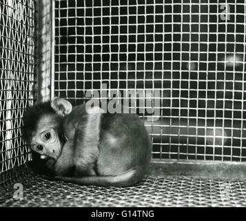 Un neonato di scimmia Rhesus (macaca mulatta) in una gabbia durante un esperimento sugli animali. Privazione materna esperimenti eseguiti da Harry Harlow dell'Università del Wisconsin negli anni cinquanta coinvolti la separazione di scimmie nascenti dalle loro madri e allevamento di loro Foto Stock