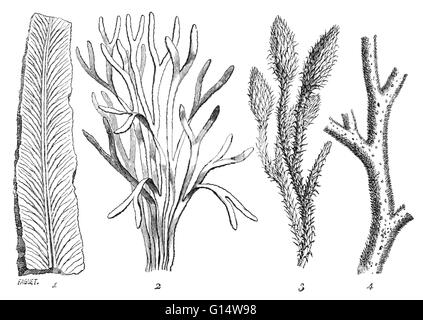 Alghe e moss-come le piante sono state le più comuni flora durante il periodo Silurian, oltre 400 milioni di anni fa. Illustrazione da Louis Figuier il mondo prima del diluvio, 1867 edizione americana. Foto Stock