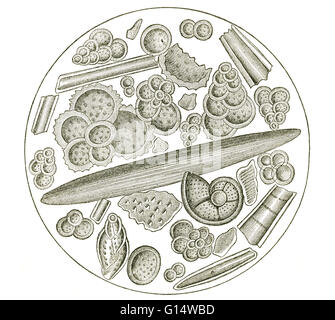 I foraminiferi e altri zoophytes, ingrandita, da chalk a Gravesend, una del periodo Cretaceo deposito in Inghilterra. Illustrazione dopo Ehrenberg, da Louis Figuier il mondo prima del diluvio, 1867 edizione americana. Foto Stock