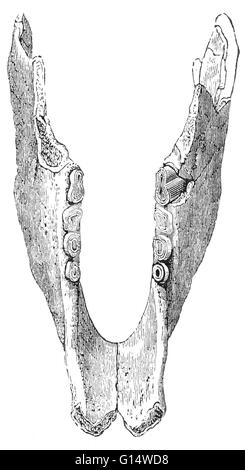 La ganascia inferiore dell'Mylodon, un gigante di massa bradipo che ha vissuto in Patagonia America del Sud dal Pleistocene superiore a circa 10.000 anni fa. Il buon molari indicano che il Mylodon mangiato foglie e germogli di gara di alberi. Illustrazione da Louis Figuier il W Foto Stock