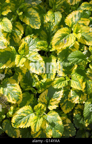 Oro fogliame variegato dell'ardito perenne pot herb Melissa officinalis 'aurea', golden melissa Foto Stock