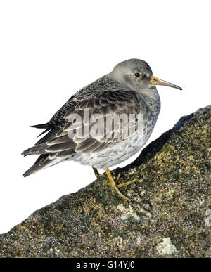 Viola - Sandpiper Calidris maritima Foto Stock