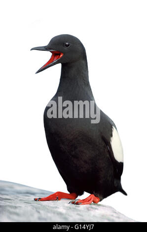 Black Guillemot - Cepphus grylle Foto Stock