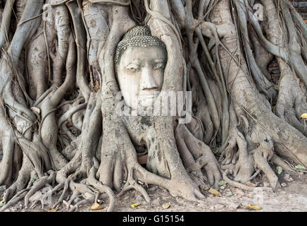 Del Buddha in testa Bodhi radici di albero, Wat Mahathat tempio, Ayutthaya, Thailandia Foto Stock