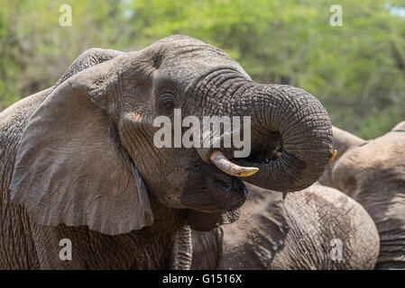 Un elefante bull acqua potabile Foto Stock