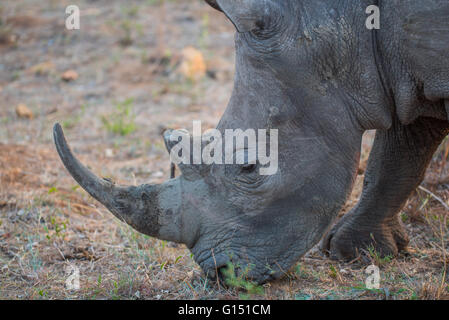 Un rinoceronte bianco di pascolare su erba corta nel Parco Nazionale di Kruger Foto Stock