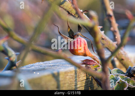 Rose Etoile de Hollande. Rosa Mosqueta coperto di brina Foto Stock