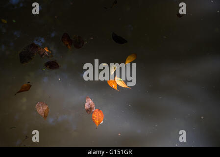 Foglie di autunno galleggiante sull'acqua accesa fino alla luce del mattino Foto Stock