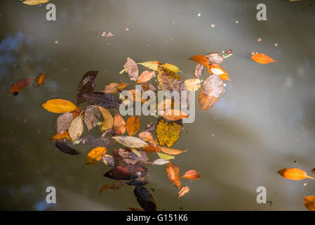 Foglie di autunno di diverse forme, dimensioni e colori e galleggiante sull'acqua Foto Stock