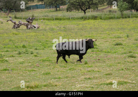 Combattimenti spagnolo di Bull in campo, Caceres, Estremadura, Spagna Foto Stock