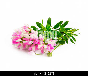 Rosa fiori selvatici con foglie verdi isolati Foto Stock