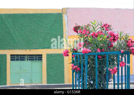 Fiore rosa Nerium oleander o arbusto adelfa-rotonda sulla strada principale. Città Maychew sulla rotta da Mek'ele a Kombolcha-Eth Foto Stock