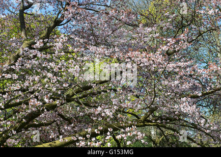 Prunus sargentii. Sargents cherry tree blossom a Westonbirt Arboretum. Gloucestershire, Inghilterra Foto Stock