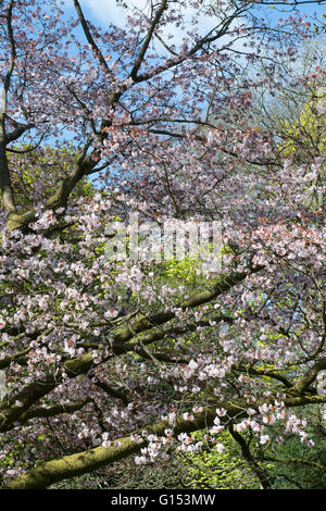 Prunus sargentii. Sargents cherry tree blossom a Westonbirt Arboretum. Gloucestershire, Inghilterra Foto Stock