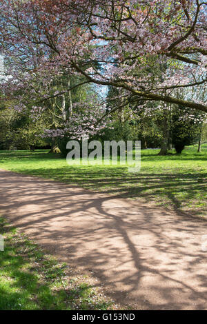 Prunus sargentii. Sargents cherry tree blossom a Westonbirt Arboretum. Gloucestershire, Inghilterra Foto Stock