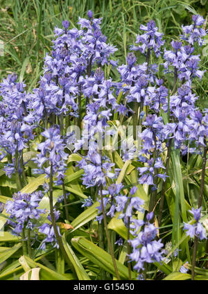 Bluebells cresce allo stato selvatico in erba lunga Foto Stock