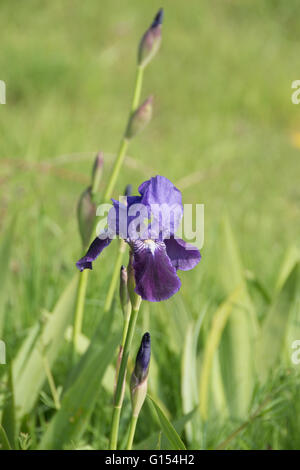 Blu iridi barbuto su M25 embankment Foto Stock