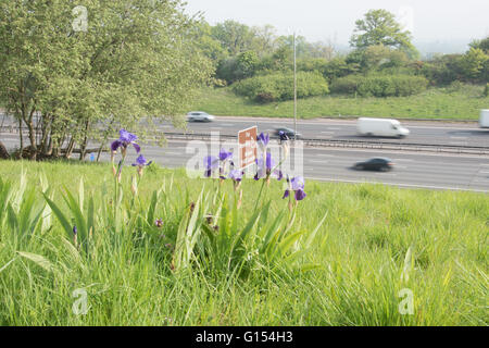 Blu iridi barbuto su M25 embankment Foto Stock