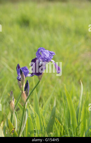 Blu iridi barbuto su M25 embankment Foto Stock