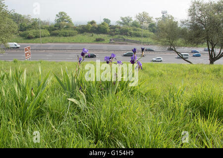 Blu iridi barbuto su M25 embankment Foto Stock