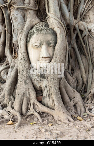 Del Buddha in testa Bodhi radici di albero, Wat Mahathat tempio, Ayutthaya, Thailandia Foto Stock