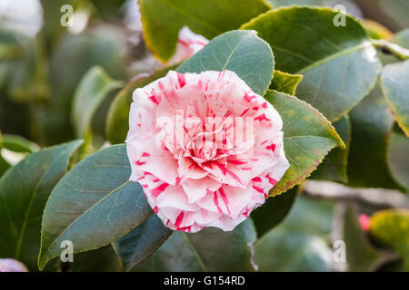 Il bianco e il rosso chiazzato Camellia japonica close-up. Foto Stock