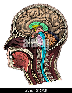 Colore esaltato illustrazione di una sezione trasversale della testa che mostra il cervello che mostra il midollo spinale, micollo allungato, Pons, cervelletto, fessura trasversale, corpo calloso, setto pellucidum, optic chiasm, ghiandola pineale, sphenoid sinus, nasofaringe, sof Foto Stock