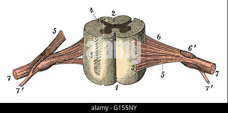 Colore esaltato illustrato il segmento della medulla spinalis (midollo spinale), aspetto anteriore, che mostra la sezione posteriore setto mediano, pia importa, radice dorsale zona di entrata, ventrale e della radice dorsale di filamenti, ganglio della radice dorsale e i nervi spinali. Questo è un hist Foto Stock