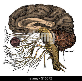 Colore esaltato illustrazione del cervello, che mostra l'origine dei dodici paia di nervi cranici: olfattiva, ottiche, oculomotor, trocleare, trigeminal, abducens, del viso, vestibulocochlear, glossopharyngeal, vago, accessorio, ipoglosso e. Foto Stock