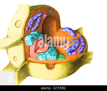 Cellula vegetale struttura. Illustrazione di una vista sezionata in pianta cella. Le caratteristiche che distinguono una cellula vegetale da una cellula animale sono la parete cellulare e i cloroplasti . Il grande vacuolo centrale contrasta anche con i molti piccoli vacuoli di una cellula animale. Elettrolisi Foto Stock