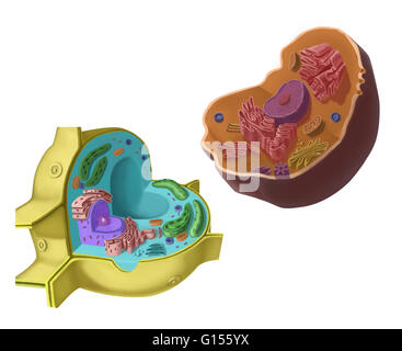 Confronto di una cellula vegetale sulla sinistra e una cellula animale sulla destra. Foto Stock