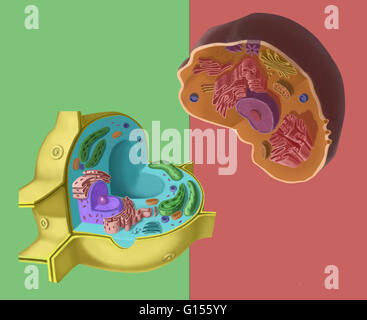 Confronto di una cellula vegetale sulla sinistra e una cellula animale sulla destra. Foto Stock