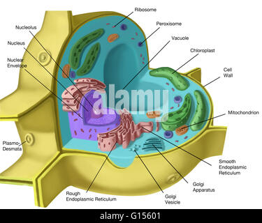 Cellula vegetale struttura. Illustrazione di una vista sezionata in pianta cella. Le caratteristiche che distinguono una cellula vegetale da una cellula animale sono la parete cellulare e i cloroplasti . Il grande vacuolo centrale contrasta anche con i molti piccoli vacuoli di una cellula animale. Elettrolisi Foto Stock