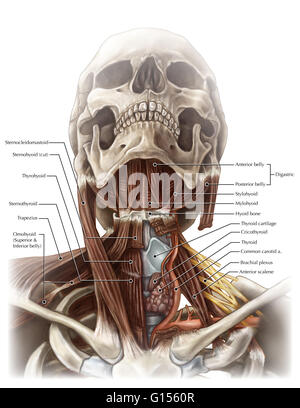 Una vista illustrata raffigurante i muscoli e le principali strutture del collo. Foto Stock