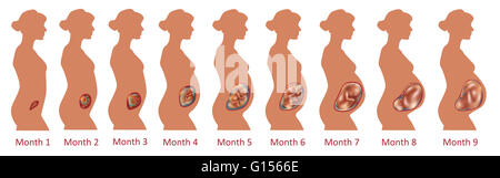 Lo sviluppo fetale nel corso di nove mesi. Foto Stock