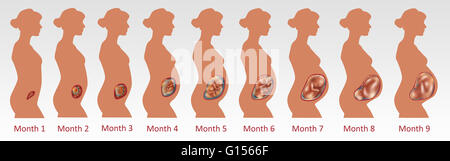 Lo sviluppo fetale nel corso di nove mesi. Foto Stock