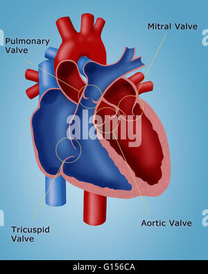 Illustrazione di un cuore che mostra le quattro valvole: valvola polmonare e la valvola mitrale, la valvola tricuspide, e la valvola aortica. Foto Stock