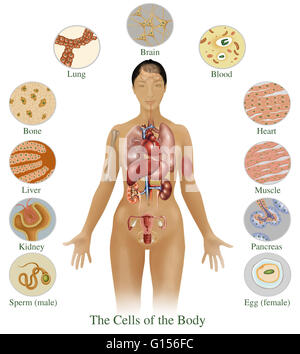 Illustrazione che dettaglia le varie cellule che si trovano nel corpo umano. Qui mostrati sono cellule da (in basso a sinistra, intorno alla parte inferiore destra) lo sperma (maschio), i reni, il fegato, le ossa, i polmoni, cervello, sangue, cuore, muscolo, il pancreas e le uova (femmina). Foto Stock