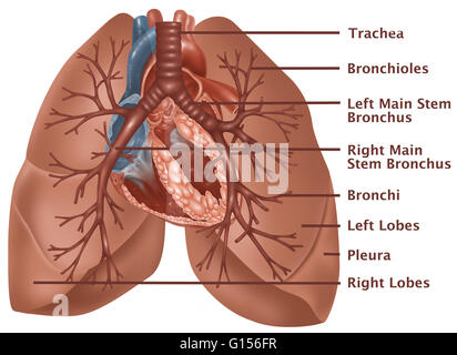 Illustrazione anatomica dei polmoni, con (dall'alto verso il basso) della trachea, dei bronchioli, sinistra dello stelo principale, Bronco destro dello stelo principale nei bronchi, dei bronchi lobi sinistro, alla pleura e lobi destro etichettato Foto Stock