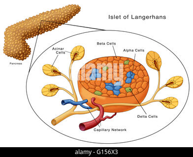 Schema di isolotti di Langerhans. Sono mostrate le cellule acinari, cellule beta, cellule alfa, cellule delta e la rete di capillari. Foto Stock