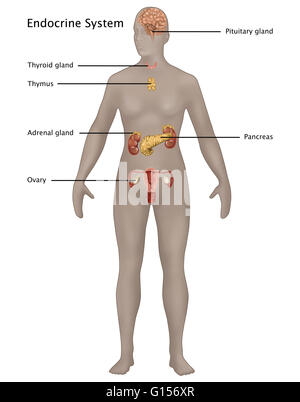 Illustrazione del sistema endocrino nell'anatomia femminile. Illustrato da cima a fondo sono: ghiandola pituitaria, tiroide, timo, ghiandola surrenale, del pancreas e delle ovaie. Foto Stock
