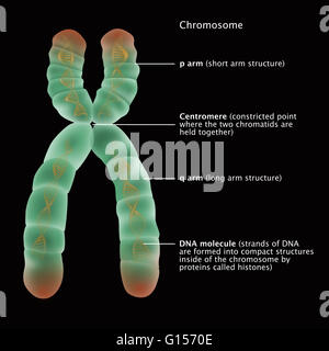 Illustrazione della struttura dettagliata di un cromosoma. Il braccio p, centromero, q del braccio e le molecole di DNA sono etichettati. Il braccio p è un braccio corto struttura su un lato del cromosoma e il braccio q è il braccio lungo la struttura sul lato opposto. Il centro Foto Stock