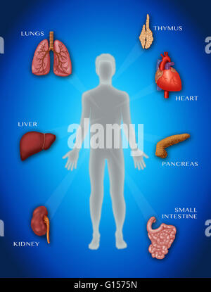 Trapianto di organo, concetto illustrazione. Foto Stock