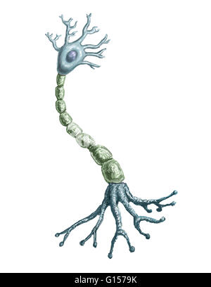 Illustrazione di un neurone o cellula nervosa che fa parte del sistema nervoso che di processo e trasmette informazioni da elettriche e chimiche per la segnalazione. Foto Stock